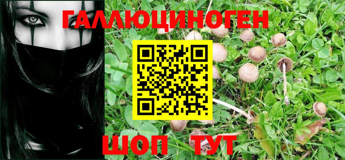 Малгобек  Псилоцибиновые грибы Psilocybine cubensis  Вход с VPN 